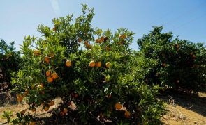 Portugal com maior subida dos preços de produtos agrícolas no 2.º trimestre na UE