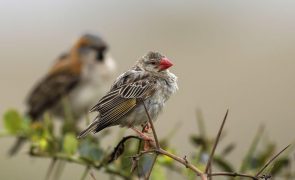 Exterminados cinco milhões de aves Quelea Quelea para proteger culturas na Tanzânia