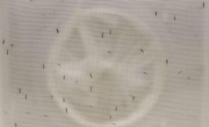 Mosquito de dengue e zika detetado em Lisboa, mas sem risco para saúde da população