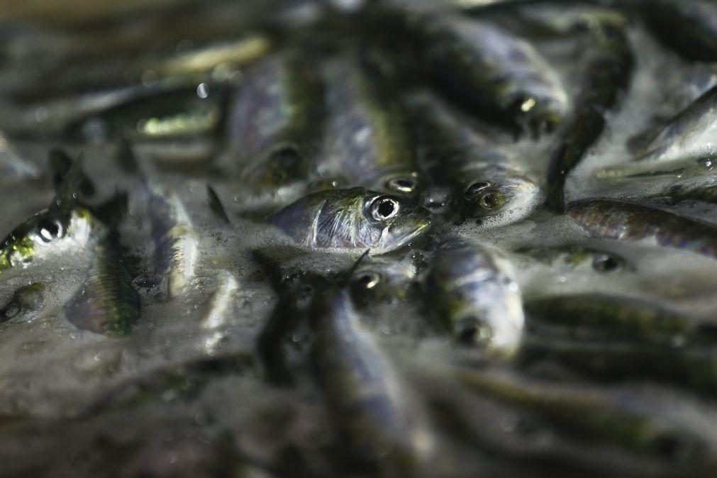 GNR apreende mais de 47 toneladas de sardinha e biqueirão em Esposende