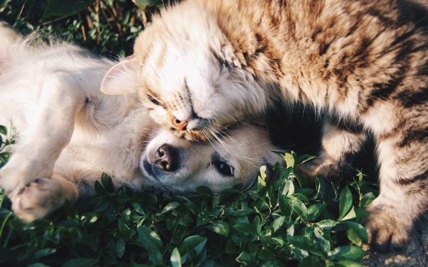 Dia Mundial dos Animais 8 dicas para proteger os patudos no outuno!