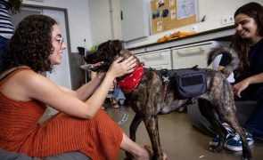 Cadela Lola estreia apoio a universitários para prevenir doença mental