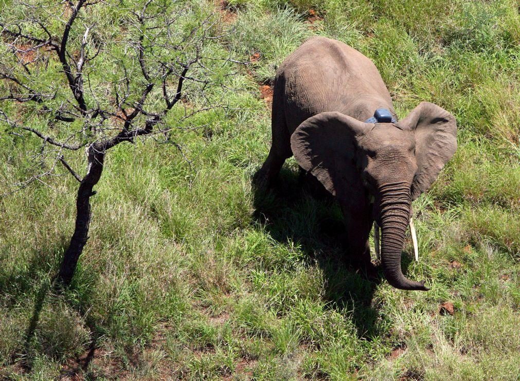 Projeto em Moçambique monitoriza elefantes em tempo real para mitigar conflitos