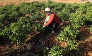 Catástrofes causaram perdas astronómicas na agricultura em 30 anos