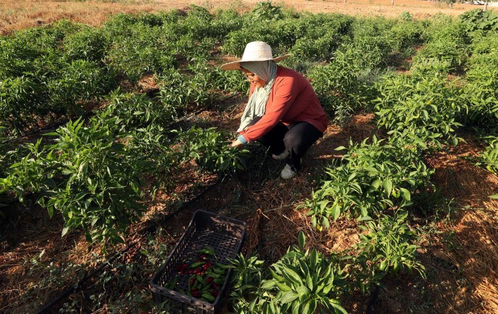 Catástrofes causaram perdas astronómicas na agricultura em 30 anos