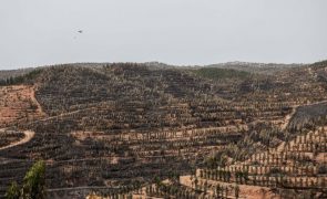 Quase 40% dos fogos em 2023 tiveram origem em queimas e queimadas