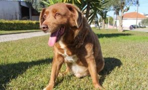 Bobi Morreu cão português de 31 anos. Era o mais velho do mundo.