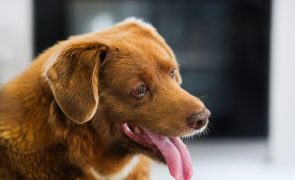 Morreu Bobi o cão mais velho do mundo do Guinness
