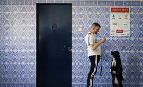 Mais de 1,7 milhões de cães e gatos registados em quatro anos