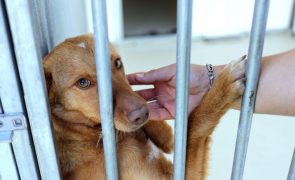 Há 80.000 animais habitantes nos centros de recolha, alerta Provedora do Animal