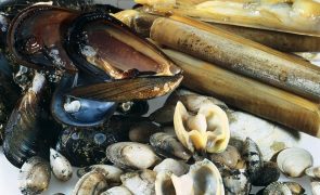gastronomia O melhor prato de marisco do mundo é português! 