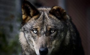 Perseguição do lobo ibérico no século XX reduziu diversidade genética da espécie