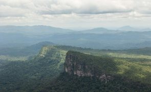 Brasil, Indónesia e República do Congo procuram juntos formas de proteger as suas florestas