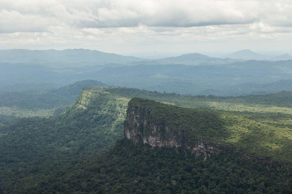 Brasil, Indónesia e República do Congo procuram juntos formas de proteger as suas florestas
