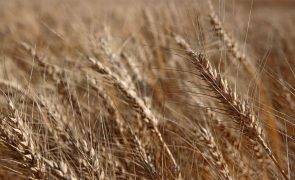 Ucrânia exportou 1,3 milhões de toneladas de cereais pelo Mar Negro desde agosto