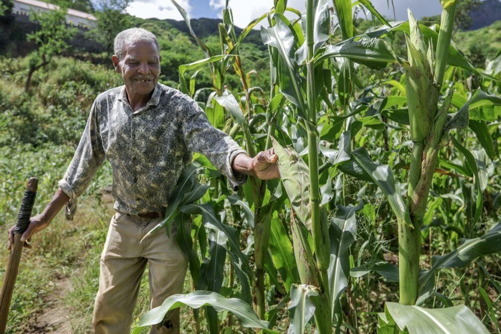 Chuva abençoa Cabo Verde com mais milho para tradição de Todos os Santos