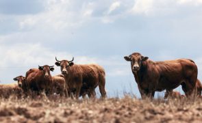 DGAV contabiliza 450 bovinos infetados por doença hemorrágica epizoótica