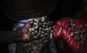 Moçambique estima aumentar produção de caju para 160.000 toneladas em 2024