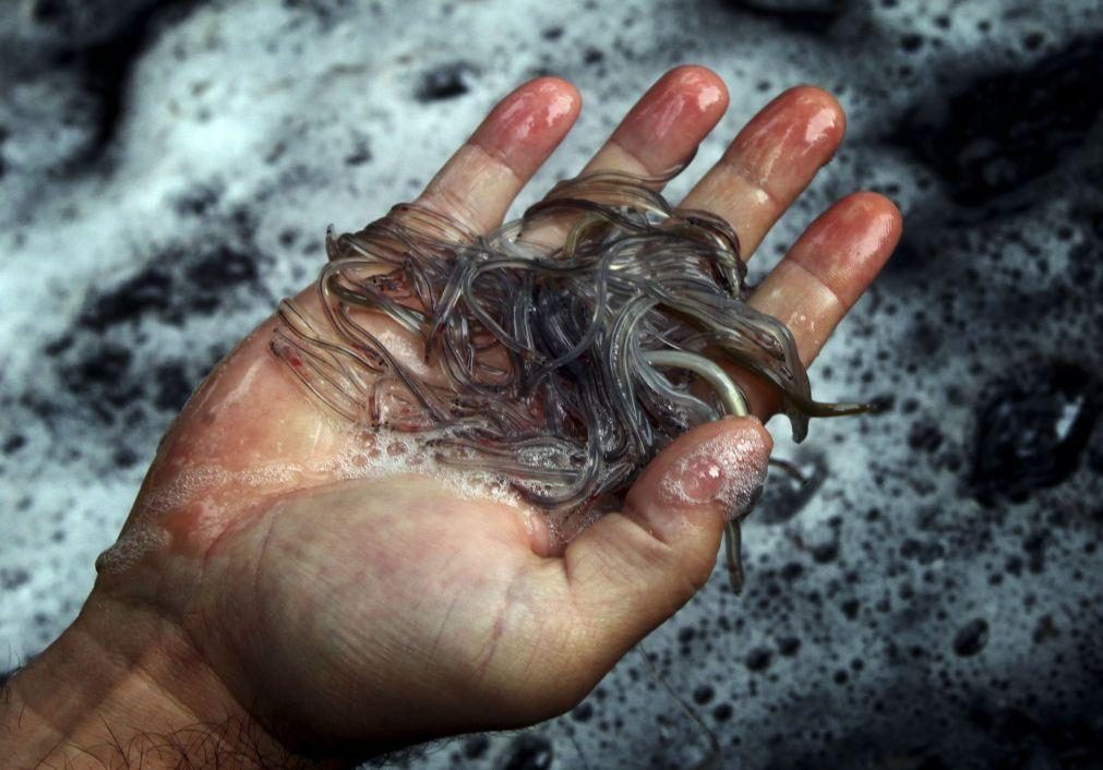 Instituto de Conservação da Natureza liberta no Tejo 30kg de meixão apreendido
