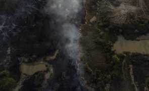 Desflorestação na Amazónia brasileira diminui 22,3% no acumulado anual