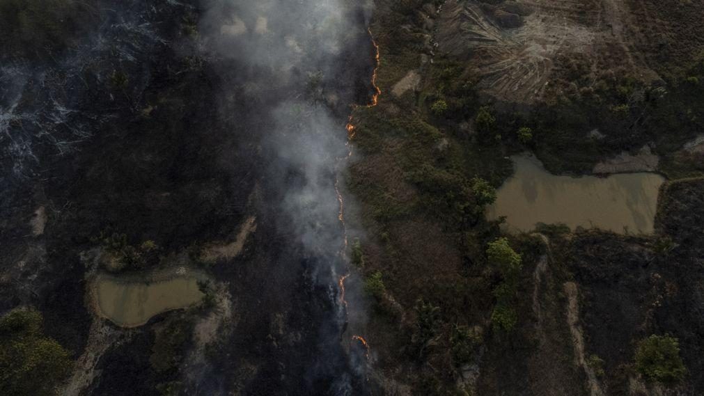 Desflorestação na Amazónia brasileira diminui 22,3% no acumulado anual