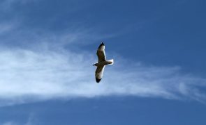 Gripe das aves detetada em gaivota recolhida em Aveiro