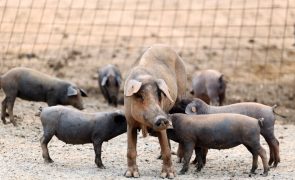Suinicultores têm que declarar porcos em dezembro
