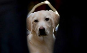 OE2024: Medina admite aproximação à proposta do PAN para reduzir IVA da alimentação animal