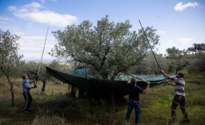 INE prevê produção de azeitona a subir 20% este ano