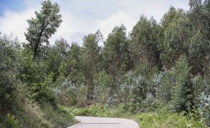 Ambientalistas alertam para situação preocupante dos habitats florestais