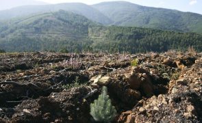 Pinturas rupestres descobertas na Serra da Lousã explicam ocupação pré-histórica