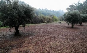 Venda de terrenos para construção ao Estado ou autarquias isenta de mais-valias