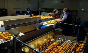 Exportações de frutas, legumes e flores crescem 10% e somam 1.653 ME até setembro