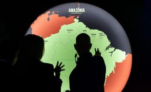 Reino Unido anuncia mais 40,5 milhões de euros para Fundo Amazónia do Brasil