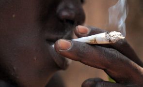 PJ são-tomense deteve uma pessoa a apreendeu 80 quilos de canábis