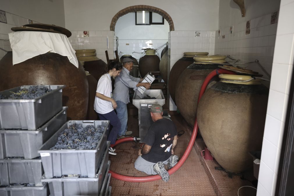 Produção de vinho de talha 'entra' no Inventário Nacional do Património Cultural Imaterial