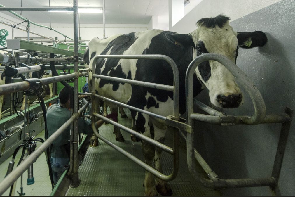 Produtores de leite exigem mecanismo de redução da produção em tempos de crise