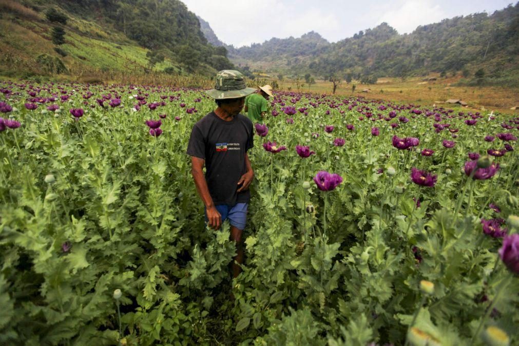 Myanmar ultrapassa Afeganistão e torna-se maior produtor de ópio do mundo
