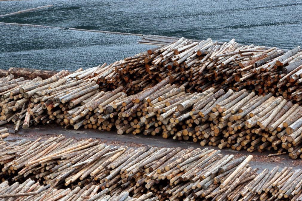 Operação internacional deteta 16 infrações por tráfico de madeira em Portugal