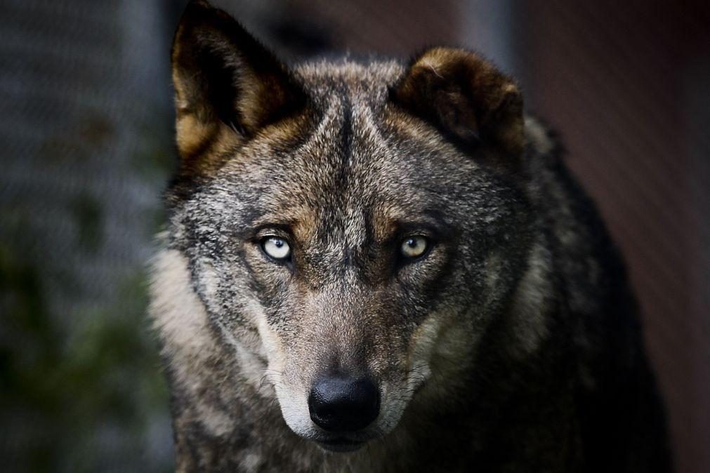Comissão Europeia quer baixar estatuto de proteção do lobo na Convenção de Berna