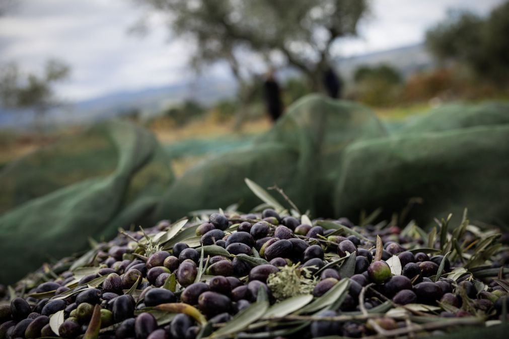 Aumento de azeitona em Trás-os-Montes pouco se refletiu na produção de mais azeite
