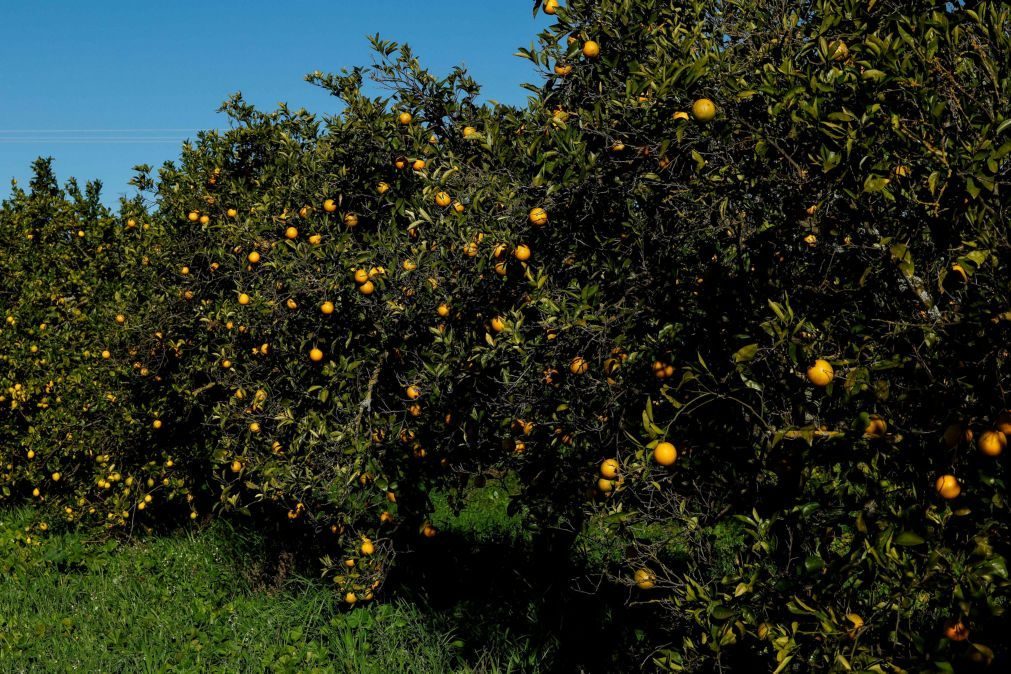 Produtores de laranja algarvios desesperados com falta de água pedem ajuda para salvar produção
