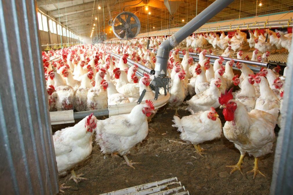 Portugal já pode exportar carne fresca de aves para Israel
