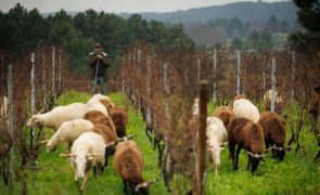 Ovelhas limpam vinha no Douro mas preservam vegetação que ajuda a reter água
