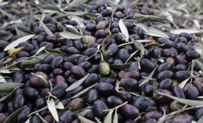 GNR apreende cerca de 10 toneladas de azeitona no concelho de Aljustrel