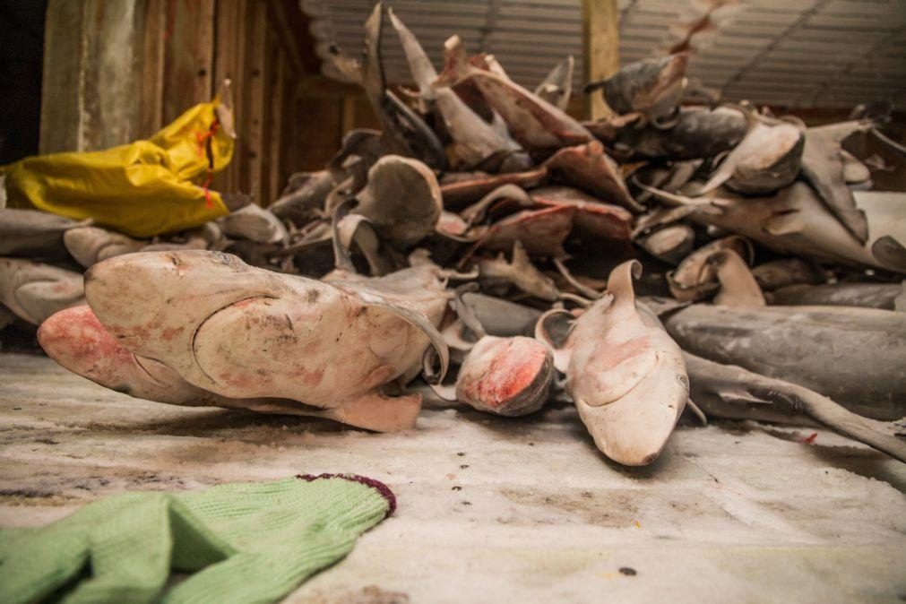 Pesca costeira responsável por 95% dos 100 milhões de tubarões mortos por ano