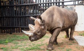 Quénia vai transferir 21 rinocerontes negros para uma reserva natural maior