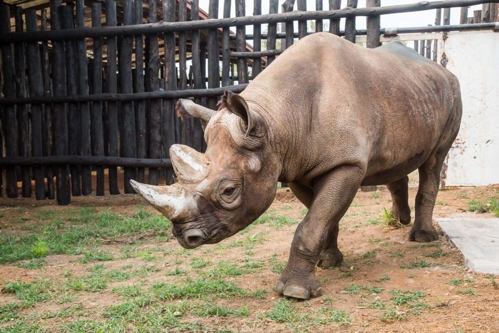 Quénia vai transferir 21 rinocerontes negros para uma reserva natural maior