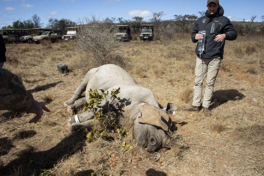 Quénia iniciou realojamento delicado de 21 rinocerontes negros