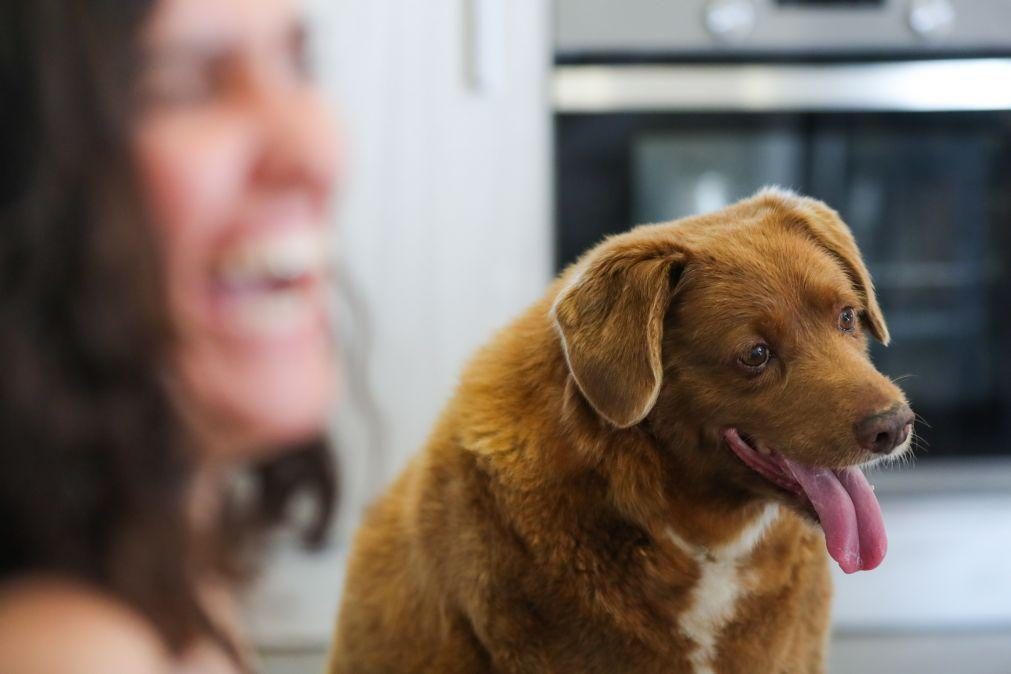 Guiness suspendeu título de Bobi, o cão português mais velho do mundo